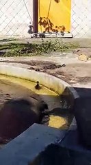 Des hippopotames sauvent un petit caneton