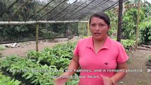 Planting Seeds: Organic Cacao