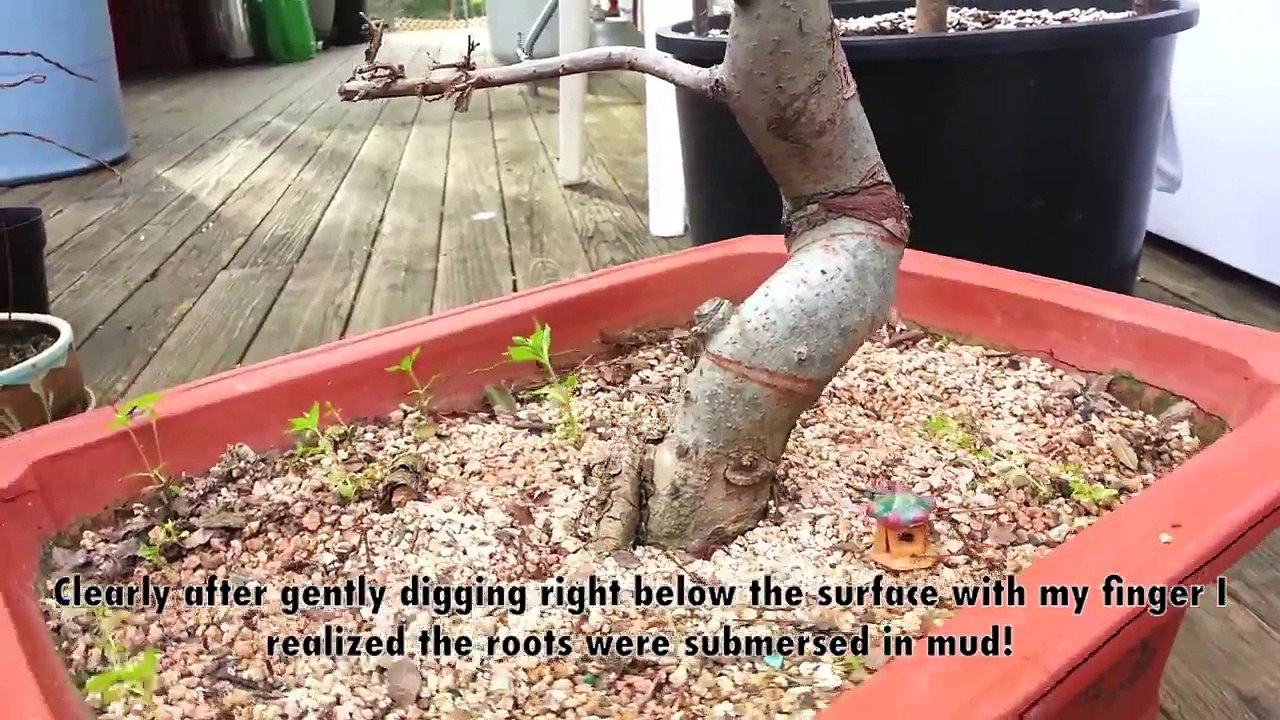 Root Rot Bonsai 1st Chinese Elm video Dailymotion