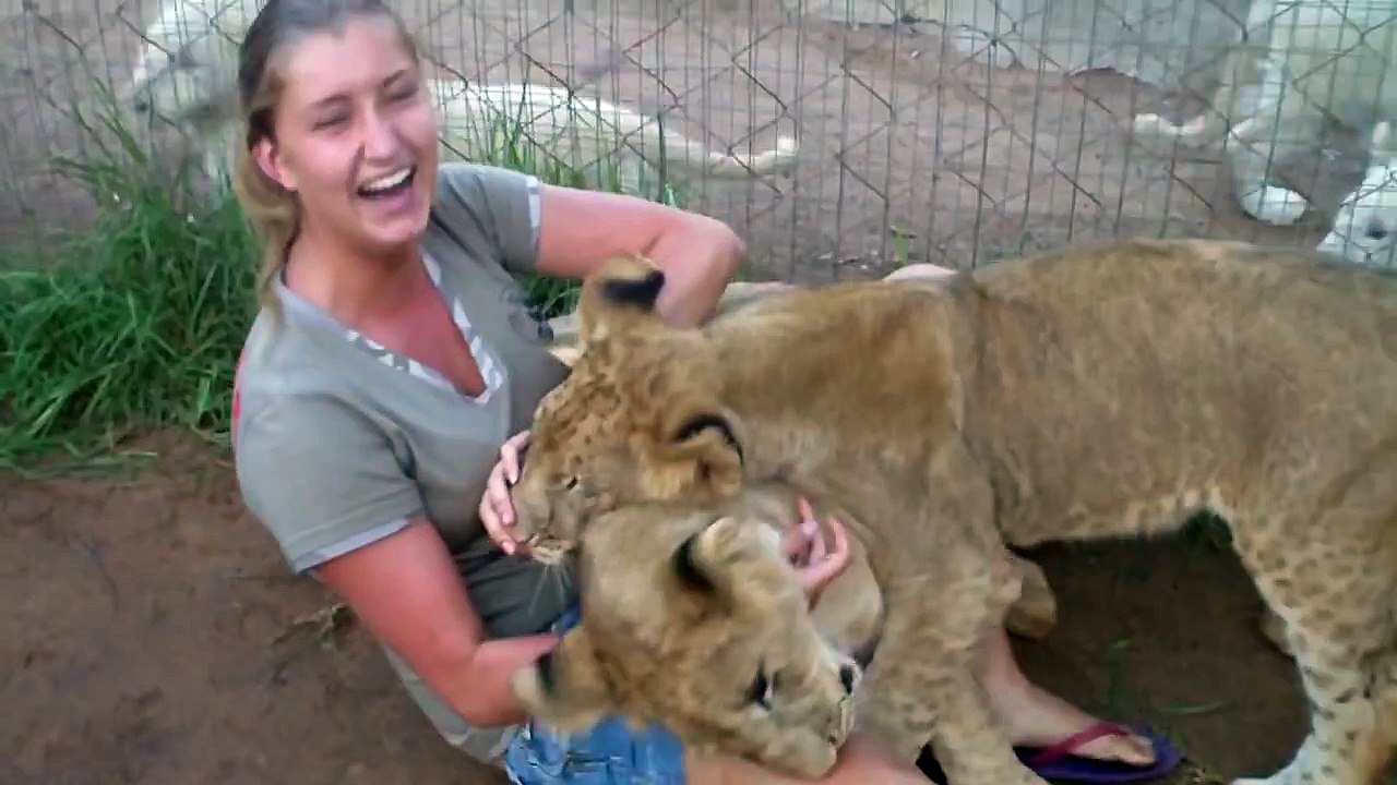 lions video...!!!!