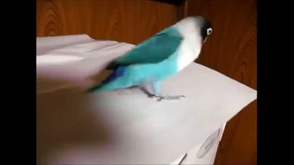 Un beau perroquet qui s'éclate, trop mignon !