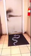 A Snake Prank With Friend - Funny Videos