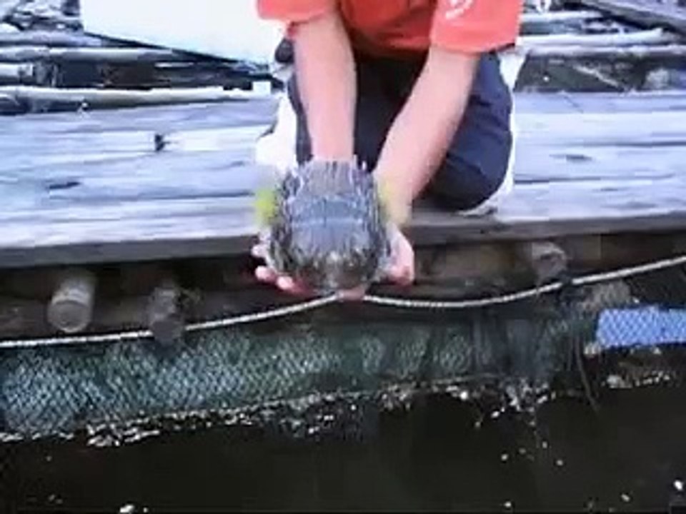 Puffer fish
