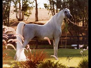 الخيول الأصيلة 1