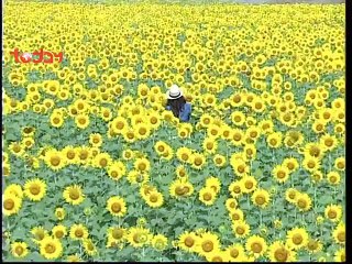 xem phim Đá Quý Vân Mây trên TODAYTV