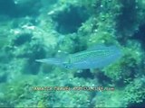 Caribbean Reef Squid Swimming in the Sea