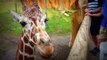 Feeding the Giraffes in the Heart of Africa - (Columbus Zoo)