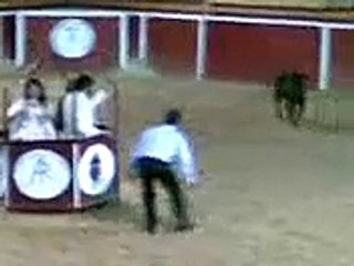 increible pillada de cuernos de vaquilla en plaza de toros en celebracion de boda