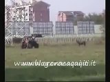 Torino, toro fugge dal macello e viene ucciso in tangenziale (video di cronacaqui.it)