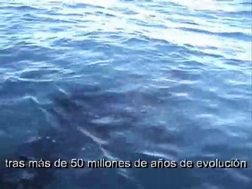 Dolphins-Strait of Gibraltar