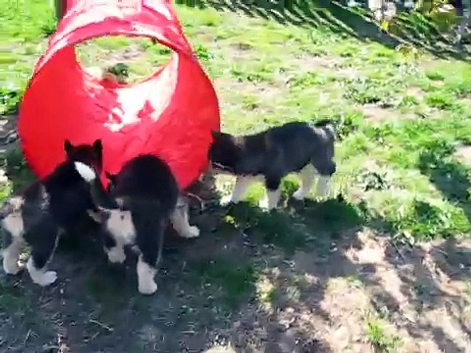 Siberian Husky puppies 6 weeks old, Happy & Caddies