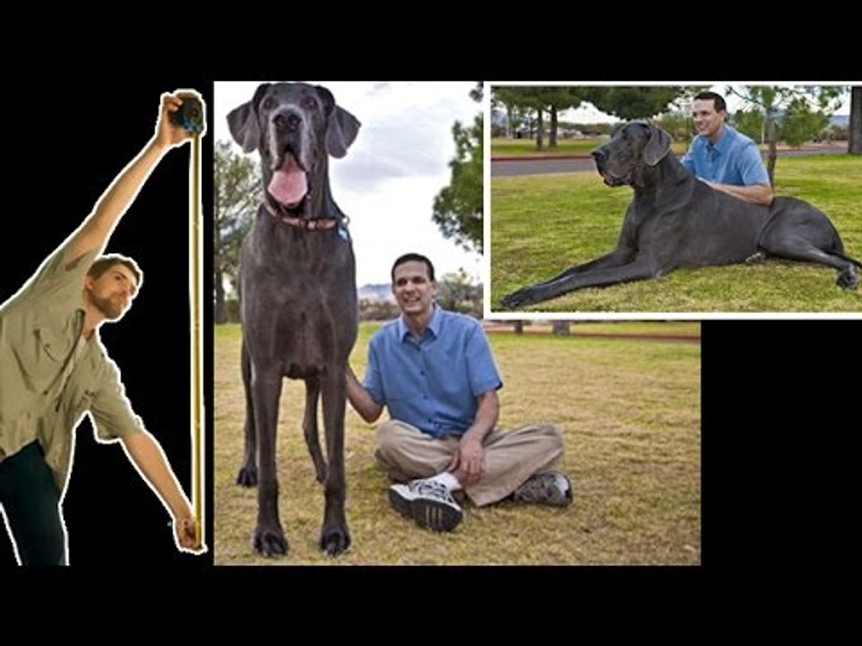 Largest Animals in the World
