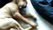 Beagle Puppy Attacks Pitbull Doberman Puppy feat. Rottweiler