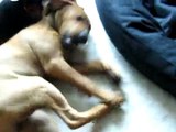 Beagle Puppy Attacks Pitbull Doberman Puppy feat. Rottweiler