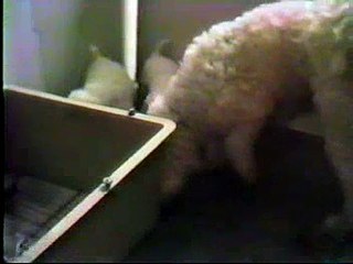 Bichon Frise puppies (few weeks old)