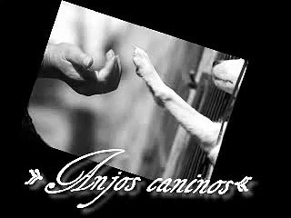 anjos de quatro patas