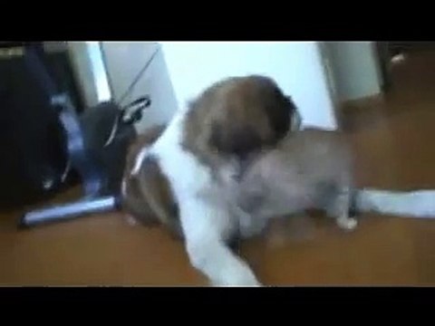 Бои без правил