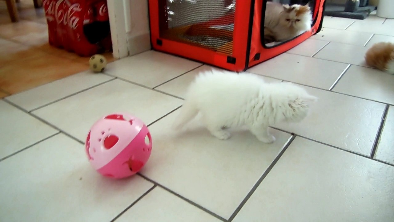 mes bébés à 7 semaines