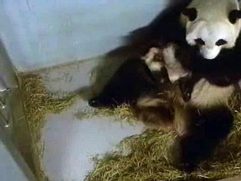 Lun Lun Bathing Baby Cub 11-27-06