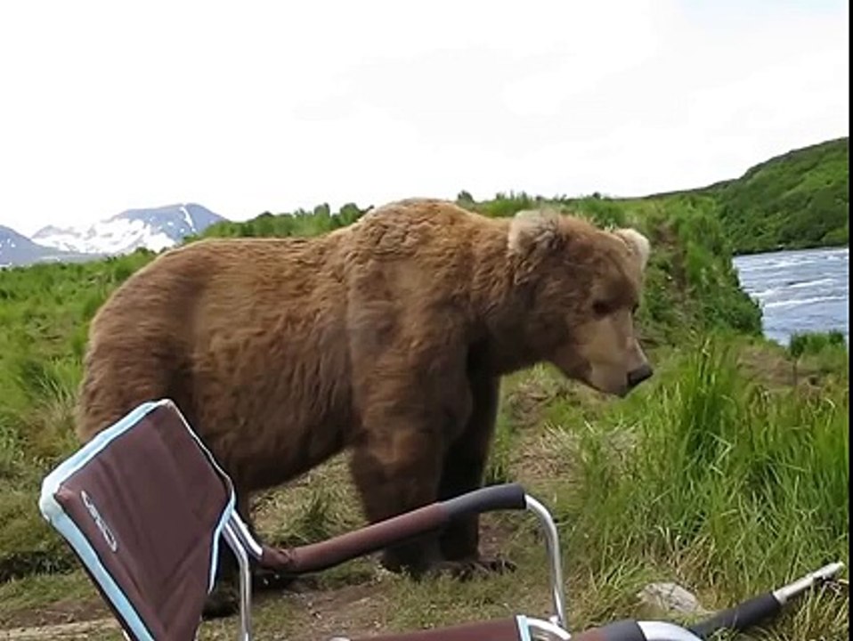 A Photographer's Incredible Encounter With an Alaskan Brown Bear!