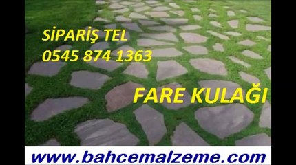 Fare kulağı tohumu, fare kulağı fiyatları, fare kulağı tohumu satışları, ankara fare kulağı tohumu satın al, kundura çimi fare kulağı nereden alınır