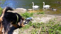 Welsh Terrier Puppy - Stryder Meets Ducks, Geese, Swans