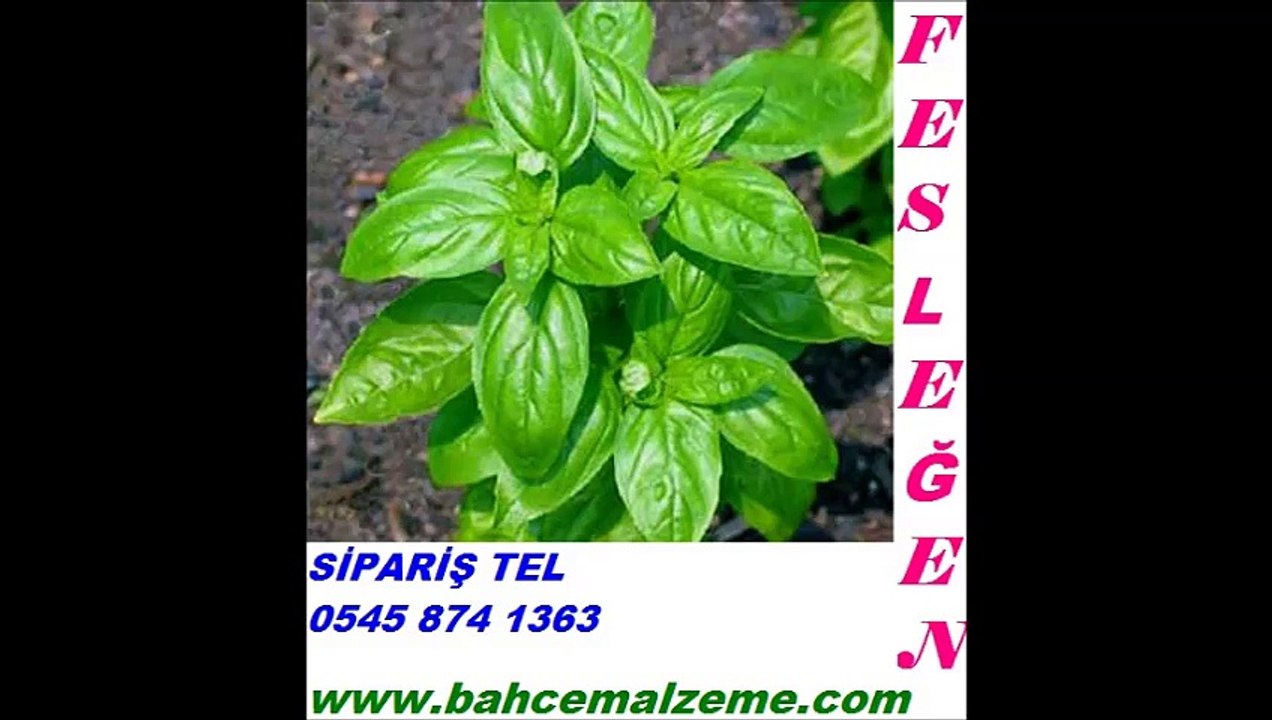 FESLEĞEN TOHUMU EKİMİ, FESLEGEN TOHUMU ANKARA, Fesleğen-tohumu-ankara, Top Fesleğen tohumu, fesleğen tohumu