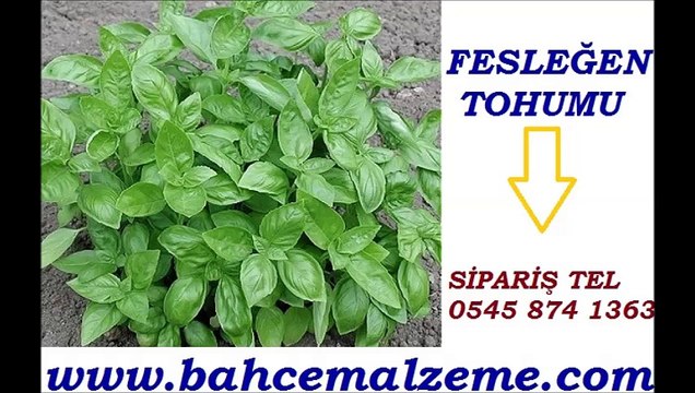 Fesleğen tohumu fiyatı, Fesleğen tohumu satışı, Fesleğen tohumu ekimi, Fesleğen tohumu ankara, Fesleğen tohumu nasıl ekilir, Fesleğen tohumu yetiştiriciliği, Fesleğen tohumu, FESLEĞEN TOHUMU EKİMİ