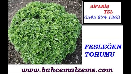 fesleğen tohumu İstanbul,fesleğen tohumu ekimi,fesleğen fide,fesleğen reyhan tohumu,Ocimum basilicum,İri Yapraklı İtalyan Fesleğen Tohumu,Fesleğen tohumu