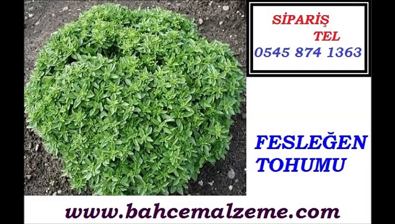 fesleğen tohumu İstanbul,fesleğen tohumu ekimi,fesleğen fide,fesleğen reyhan tohumu,Ocimum basilicum,İri Yapraklı İtalyan Fesleğen Tohumu,Fesleğen tohumu