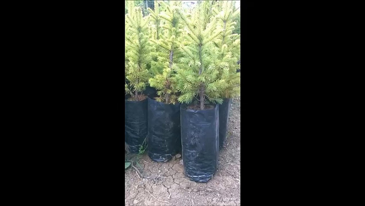 fidan tüpü,fide fidan poşeti,fide fidan poşetleri,FİDAN TORBASI,FİDAN POŞEDİ,FİDAN TÜPÜ,FİDE TÜPÜ,FİDE TORBASI,fidan-poşeti-fiyatları