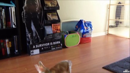 Un jeune renard s'amuse avec des bulles