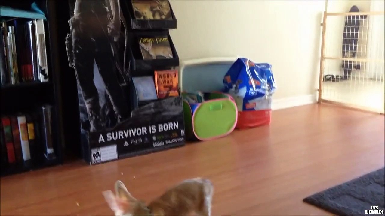 Un jeune renard s'amuse avec des bulles