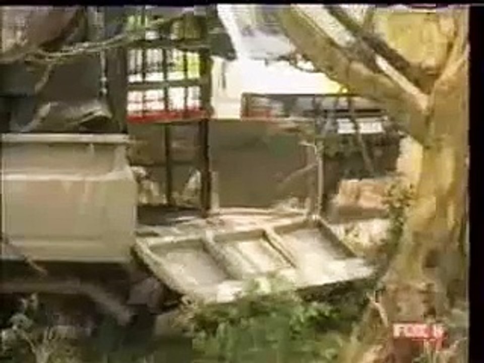 tiger live attack very very dangerous fight between lion and man