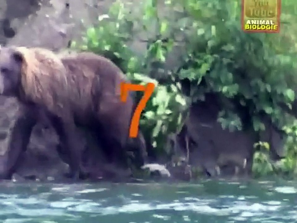 Top 7 Best Eagle Attacks (GRIZZLY,KANGAROO...& MAN)