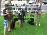 Dog Gone Amazing Dog Training with Pax, 10 month old German Shepherd