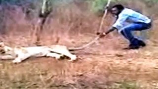 Video  Man teases lion in Indian forest