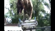 Dutch Shepherd dog agility, article search, dip in the pool