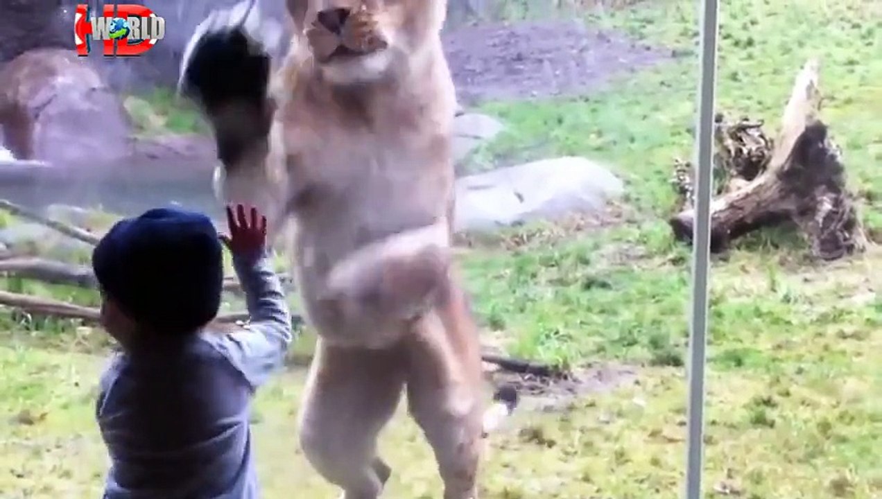 when animals attack at the zoo