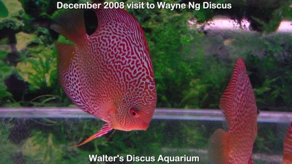Wayne Ng discus (Spotted varieties)