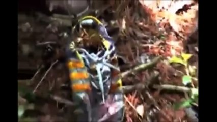 japanese ghost video compilation 30。日本灵异录影汇集30