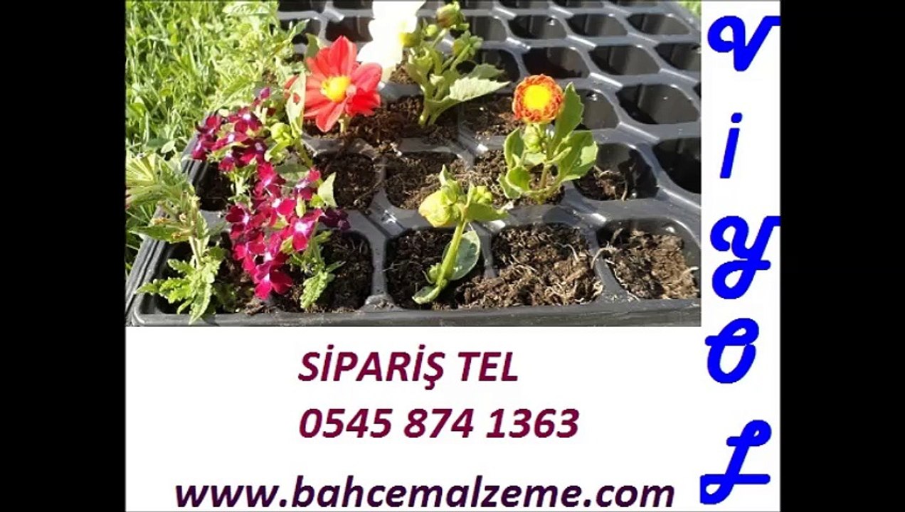 FİDE VİYOLLERİ,Fide viyolü,fide viyolü fiyatları,fide viyolü fiyatı,fide-viyolü,fide viyolü satışı,fide viyolü satış,fide viyolü ankara,fide viyolü İstanbul,fide viyolü üretimi