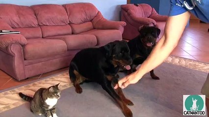 Un chat bien dressé qui roule sur commande comme un chien