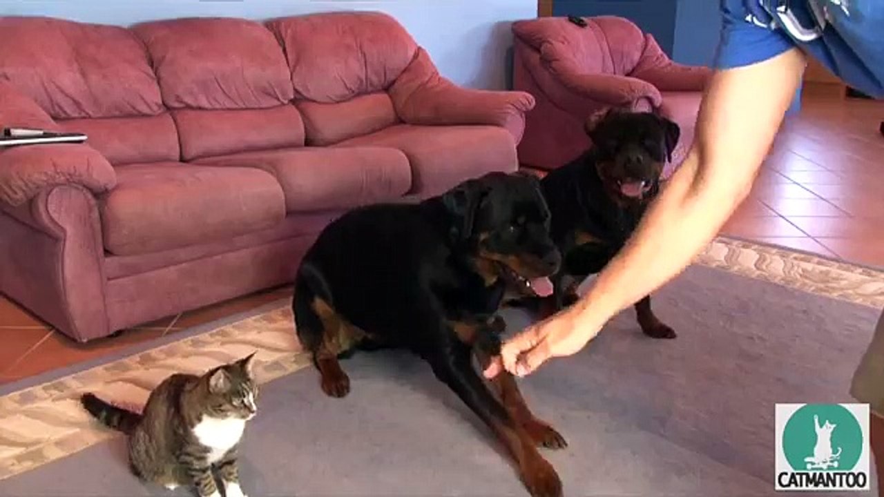 Un chat bien dressé qui roule sur commande comme un chien