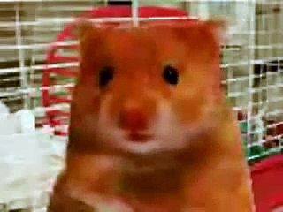 Harry the Hamster and friends compilation of naughty swearing talking animals