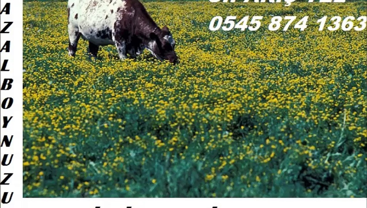 gazal boynuzu fiyatları, gazal boynuzu nasıl ekilir, gazal boynuzu satışı, gazal boynuzu satış fiyatları, gazal boynuzu kg fiyatı 90,00 TL.