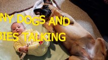Funny dogs and babies talking  Cute dog  baby compilation