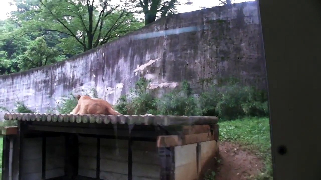 ライオンバス＠多摩動物園　Lions in Tama Zoo