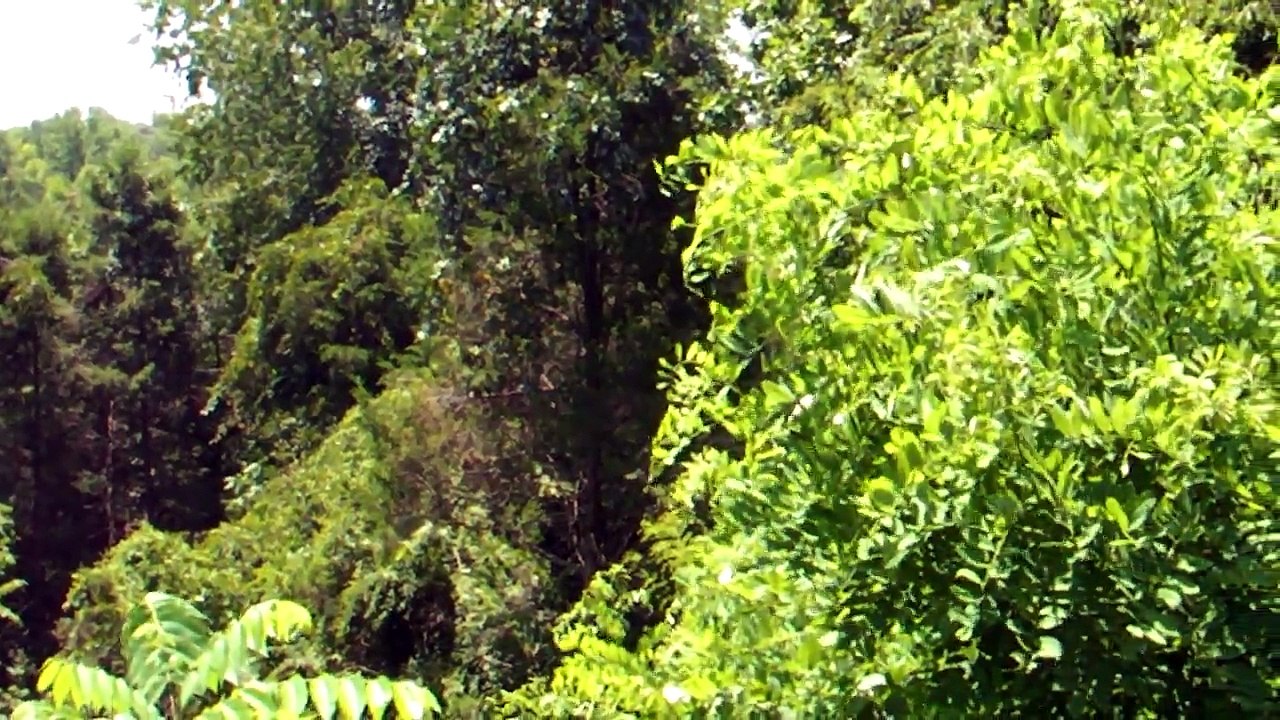 Saura Native American Indian Tribal Village Discovered in Martinsville, Virginia