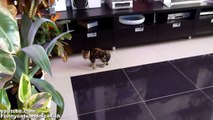 Funny Cats ballet | Scary kitten dancing